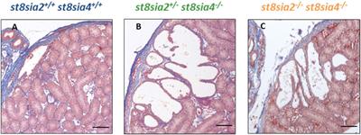 Knockout of the polysialyltransferases ST8SiaII and ST8SiaIV leads to a dilatation of rete testis during postnatal development